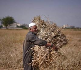 حصاد القمح من جنوب قطاع غزة ‫(30007699)‬ ‫‬