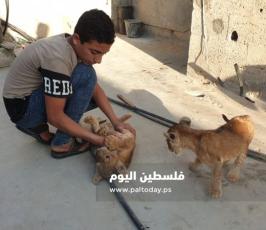 شبل اسد3.jpg