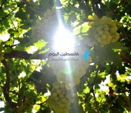 عنب
