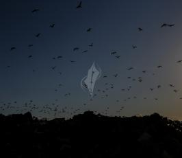 فلسطيني يجمع البلاستيك ومواد قابلة للاستخدام  من مكب للنفايات ‫(37749254)‬ ‫‬