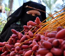 جنى البلح