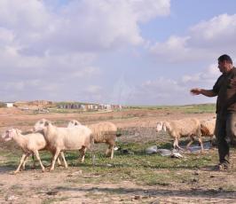 رعاة الاغنام