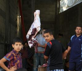 اضاحي في قطاع غزة ‫(30073248)‬ ‫‬