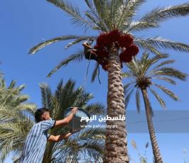 جني ثمار البلح في دير البلح (3).jpg