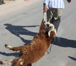  الاضاحي