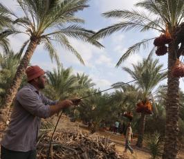 جنى ثمار البلح  ‫(29680012)‬ ‫‬