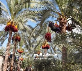ثمار البلح (11).jpg