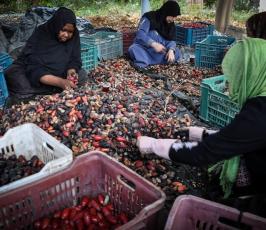 قطف البلح