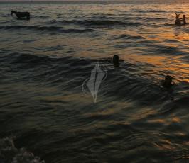  غروب الشمس على شاطئ بحر مدينة غزة ‫(40239623)‬ ‫‬