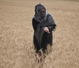 حصاد القمح (12).jpeg