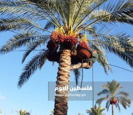 جني ثمار البلح في دير البلح (20).jpg