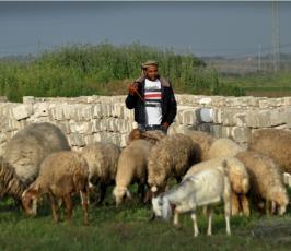 بالصور:عدسة فلسطين اليوم ترافق رعاة الأغنام في غزة