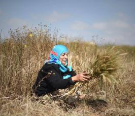 حصاد القمح من جنوب قطاع غزة ‫(30007692)‬ ‫‬