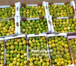 جوافة.jpg