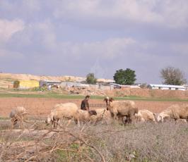رعاة الاغنام