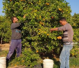 الحمضيات في غزة  (6).jpeg
