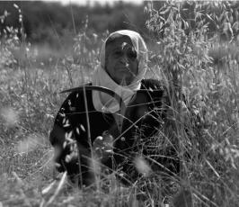 حصاد القمح (2)