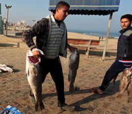 صيادو قطاع غزة يعودون بصيد وفير  ‫(30597525)‬ ‫‬