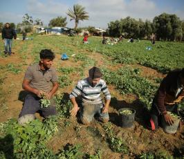 مزارعون فلسطينيون يحصدون البازلاء  ‫(44433923)‬ ‫‬.JPG