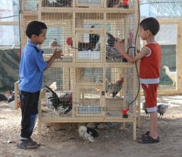 طيور الزينة