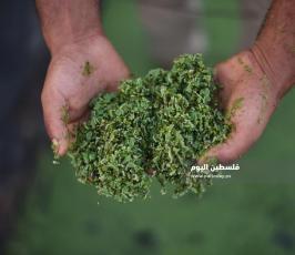الأزولا تنجح في غزة ..بديل طبيعي للأعلاف التجارية ‫(39059980)‬ ‫‬.jpeg
