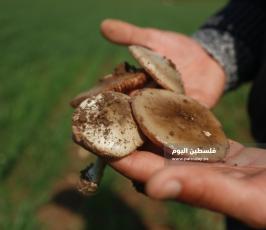 الفطر البري  (5).jpg