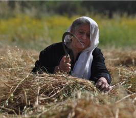 بالصور:عدسة فلسطين اليوم ترافق مزارع فلسطيني في موسم حصاد القمح في غزة
