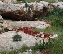  فصل الربيع فى فلسطين (8)