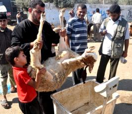 قبيل ساعات من عيد الاضحى مواطنون غزيون ينهالون على شراء الاضاحى