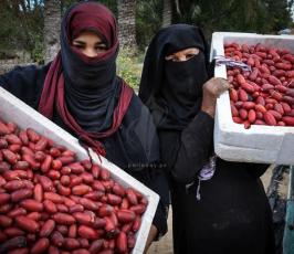 قطف البلح