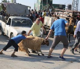 أسواق المواشي تكتظ بالمواطنين في غزة ‫(29798287)‬ ‫‬