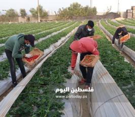فراولة غزة9.jpg