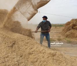 حصاد القمح (13).jpg