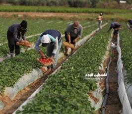 فراولة  (6).jpg