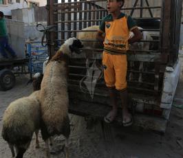 سوق الماشية الحلال  ‫(30400913)‬ ‫‬
