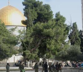 100 مجندة صهيونية يقتحمن المسجد الأقصى وينظمن مسيرة عسكرية بداخله