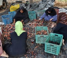 جنى البلح