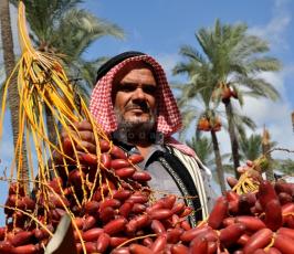 جنى البلح