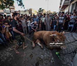 اضاحي2109 ‫(353136770)‬ ‫‬.jpg