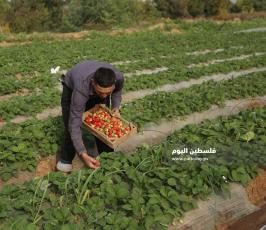 فراولة  (7).jpg