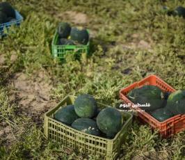 بطيخ ‫(222794300)‬ ‫‬.jpg