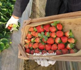 فراولة غزة4.jpg