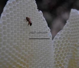 العلاج بسم ولسعات النحل