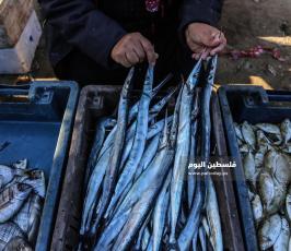 غزة امرأة فلسطينية تجاهد معاناة الحياة ببيع الأسماك في الأسواق (5).jpg