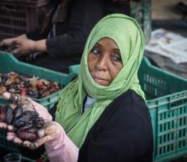قطف البلح