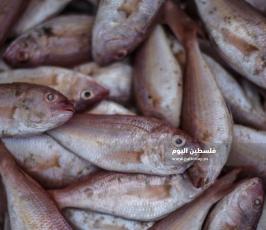 سمك رمضان  ‫(237028490)‬ ‫‬.jpg