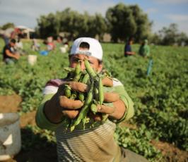 مزارعون فلسطينيون يحصدون البازلاء  ‫(1)‬ ‫‬.JPG