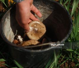 الفطر البري  (6).jpg