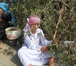 جني ثمار الزيتون (7).jpeg