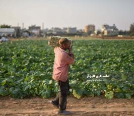 كوسا ‫(273277252)‬ ‫‬.jpg